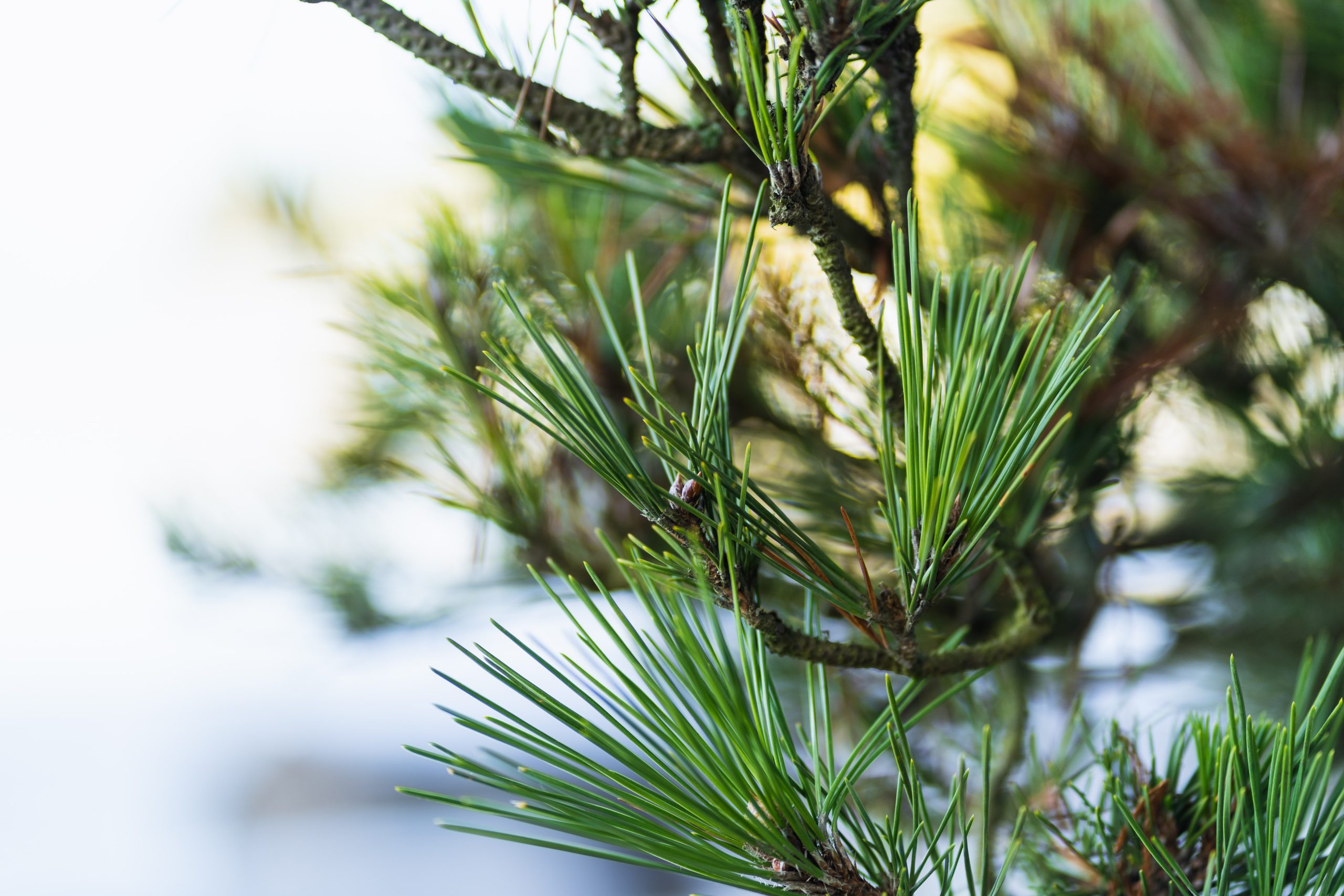 Regency Christmas Decorations – Donna Hatch